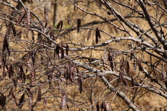 Lysiloma divaricatum