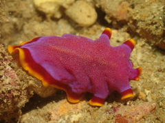 Pseudoceros ferrugineus