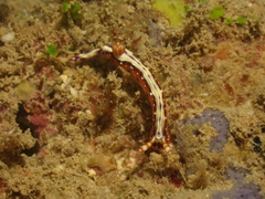 Hypselodoris decorata