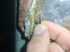 Periophthalmus argentilineatus