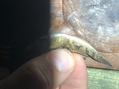 Periophthalmus argentilineatus