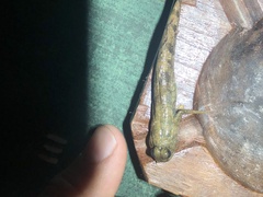 Periophthalmus argentilineatus