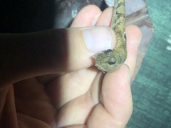 Periophthalmus argentilineatus