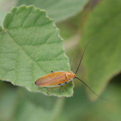 Ellipsidion humerale