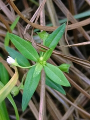 Oldenlandia corymbosa