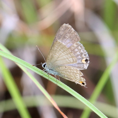 Catochrysops panormus