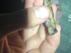 Periophthalmus argentilineatus