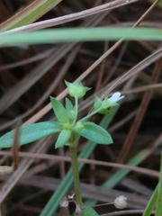Oldenlandia corymbosa