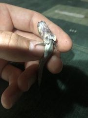 Periophthalmus argentilineatus