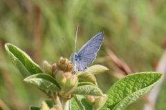Catochrysops panormus