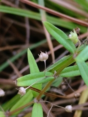 Oldenlandia corymbosa