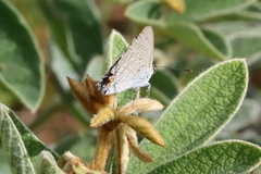 Catochrysops panormus