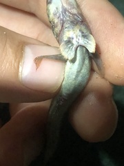 Periophthalmus argentilineatus