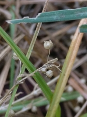 Oldenlandia corymbosa