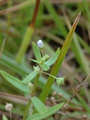 Oldenlandia corymbosa