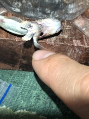 Periophthalmus argentilineatus