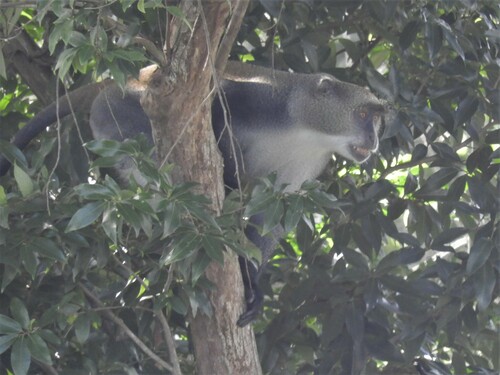 Blue Monkey