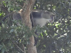 Cercopithecus mitis