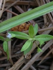 Oldenlandia corymbosa
