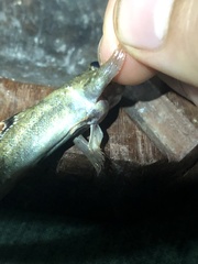 Periophthalmus argentilineatus