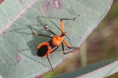 Poecilobdallus formosus