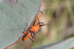 Poecilobdallus formosus