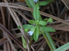 Oldenlandia corymbosa