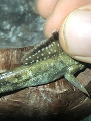 Periophthalmus argentilineatus