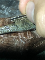 Periophthalmus argentilineatus