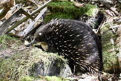 Tachyglossus aculeatus setosus