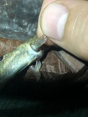 Periophthalmus argentilineatus