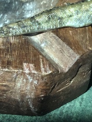 Periophthalmus argentilineatus