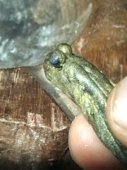 Periophthalmus argentilineatus