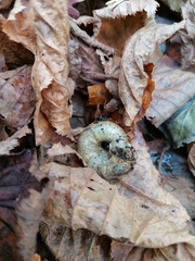 Zonitidae