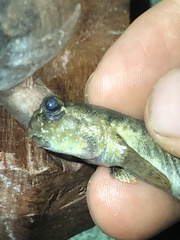 Periophthalmus argentilineatus