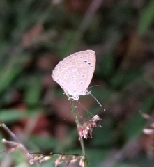 Lycaenidae