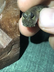 Periophthalmus argentilineatus