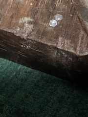 Periophthalmus argentilineatus