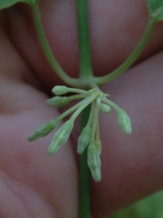 Euphorbia graminea