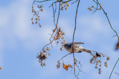 Heliocarpus terebinthinaceus