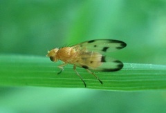 Toxonevra quinquemaculata