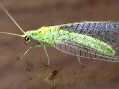 Triplochrysa