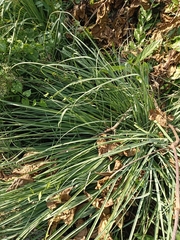 Cyperus javanicus