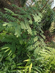 Adenanthera pavonina