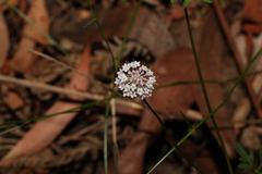 Trachymene incisa