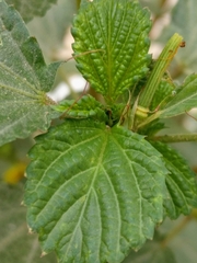 Corchorus olitorius