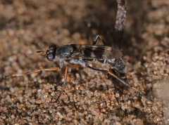 Acupalpa rostrata