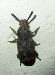 Anthribidae