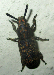 Anthribidae