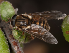 Scaptia jacksonii